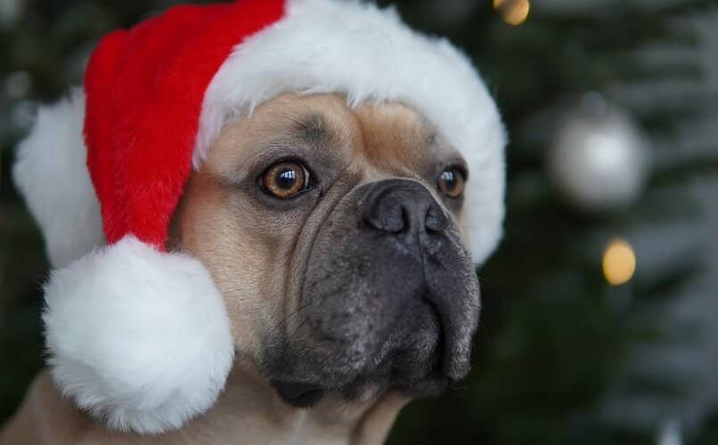 perro con sombrero de navidad encima