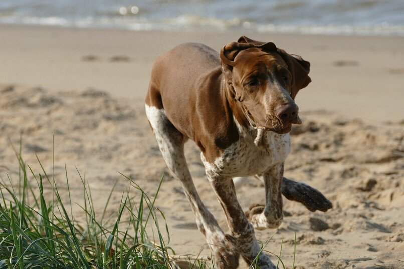 perro grande playa 