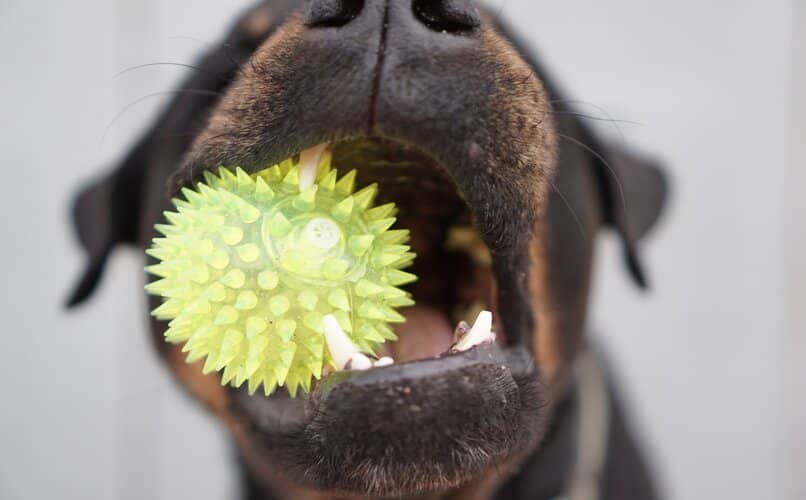 perro mordiendo juguete de pelota