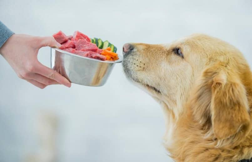 perro plato comida