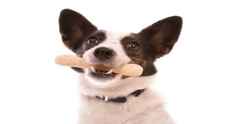 perro joven comiendose un hueso