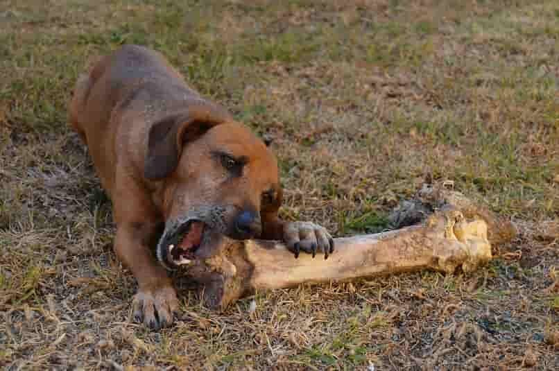 perro jugando con su hueso grande