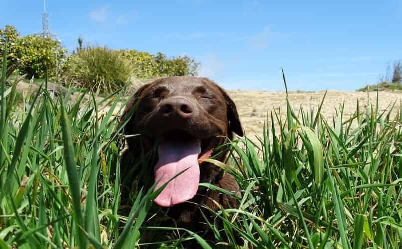 perro acostado en grama con cara inflamada