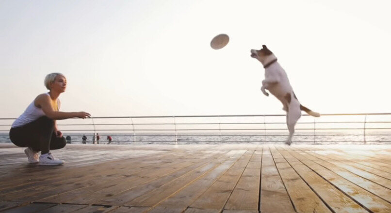 perro jugando con su duena al aire libre