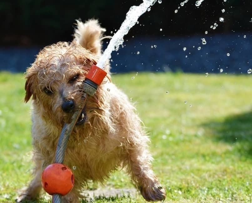 perro jugando agua
