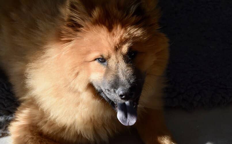 perro con lengua morada