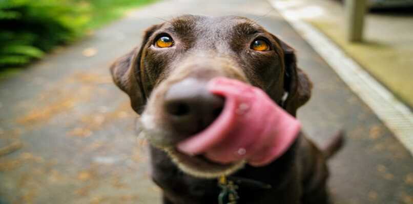 perro mirando con lengua afuera