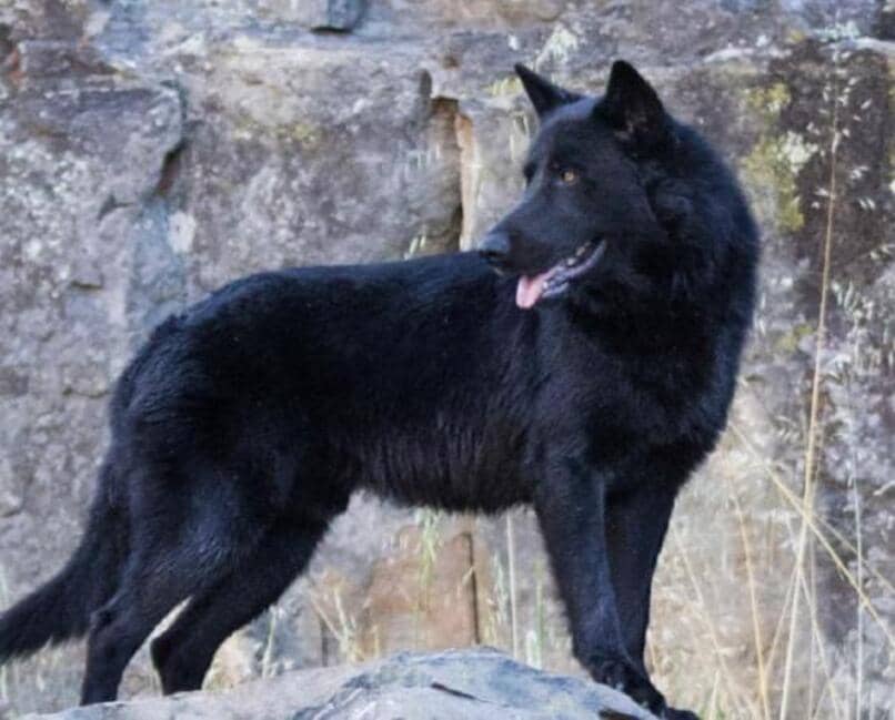 caracteristicas del perro lobo mexicano calupoh