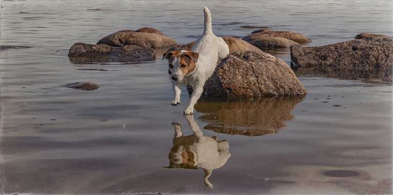 perro saltando roca