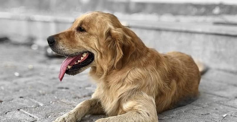 cuidados de un perro con cancer