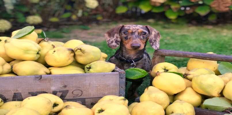 perro con frutas