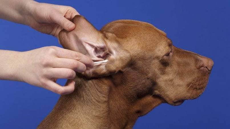 limpieza de orejas de perro al banar de manera tranquila