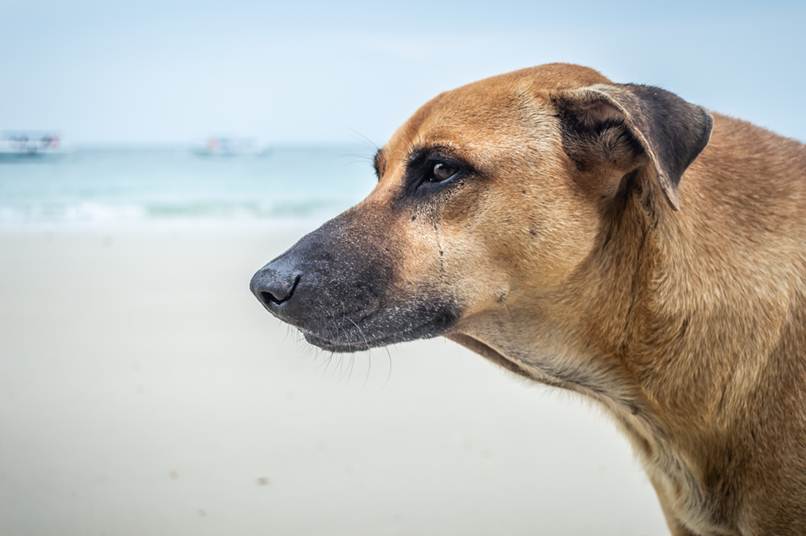 perro parado en la playa