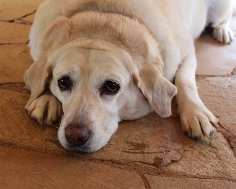 colestasis en perros