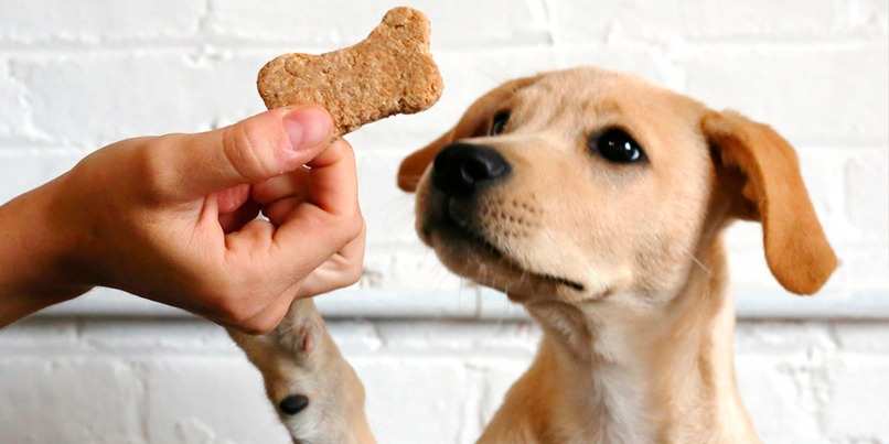 perro observando galleta normal