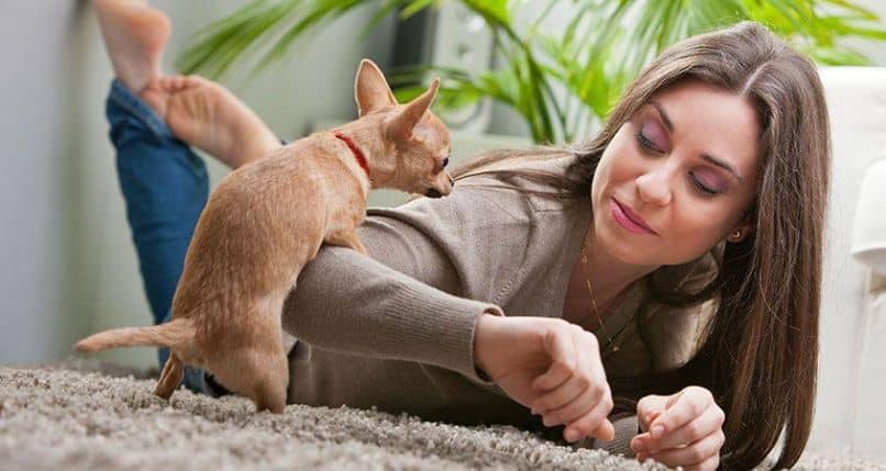 Por qué tu Perro te Monta y qué Hacer para Evitarlo de Manera Correcta