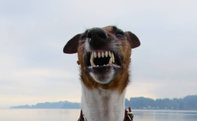 perro mostrando los dientes 