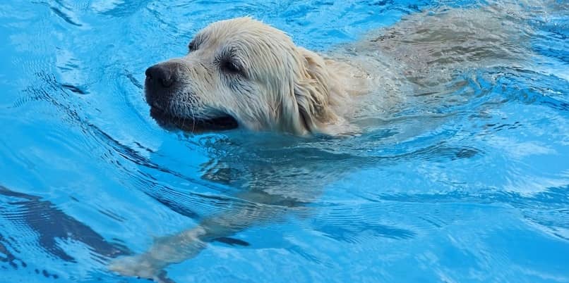 cuidados al banar un cachorro en una piscina