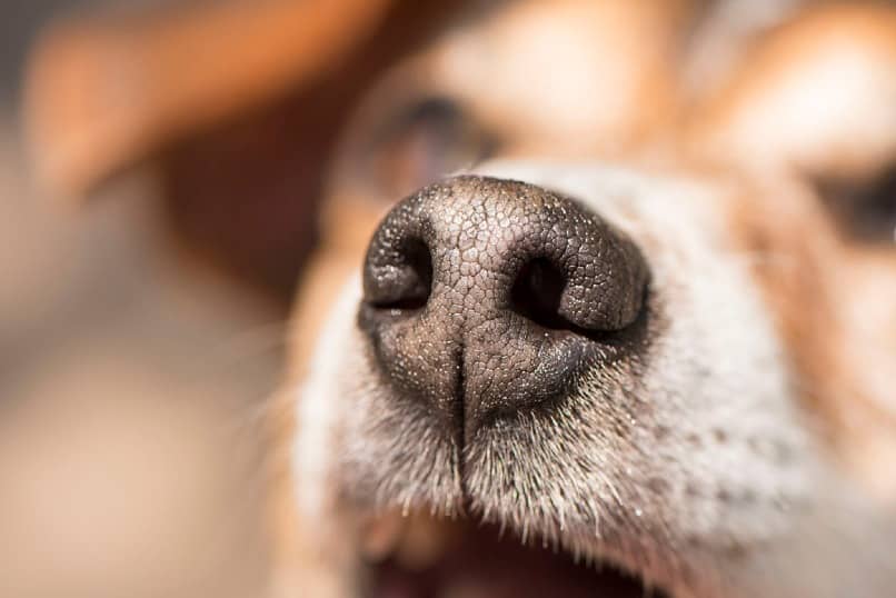 perro adulto con nariz seca