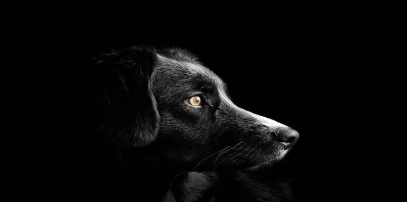 perro negro de perfil