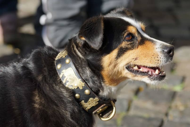 detectar caries en perros