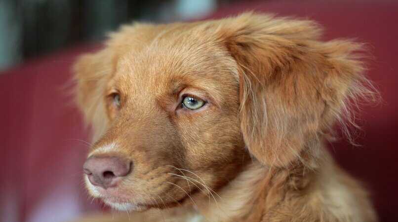 perro ojos verdes