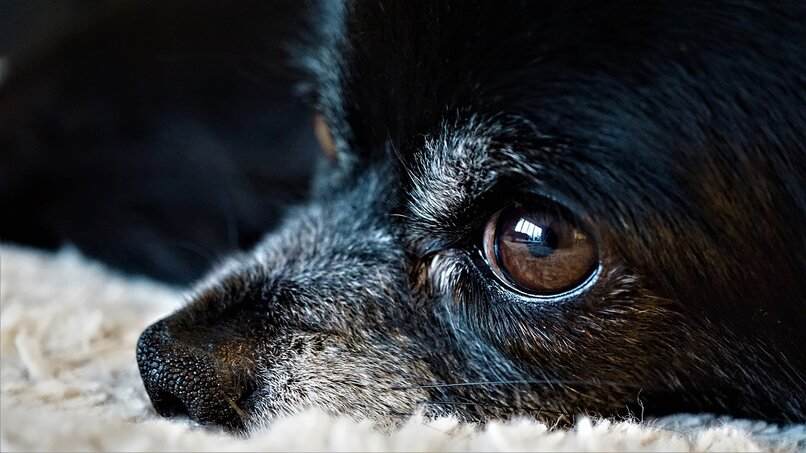 perro negro ojos