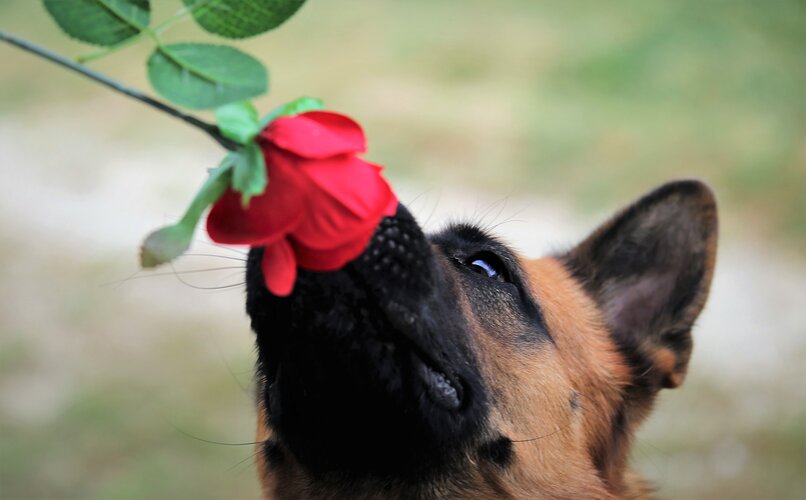 perro olfateando rosas fuera de casa