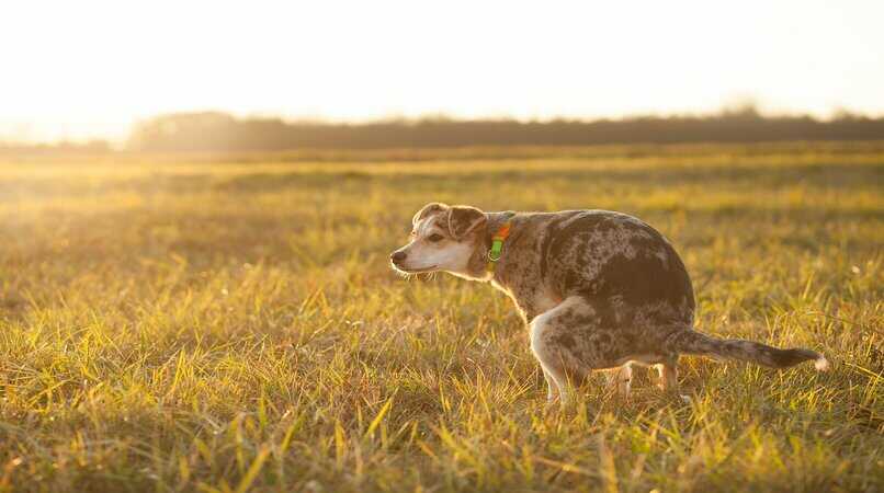 perro orinando en un campo