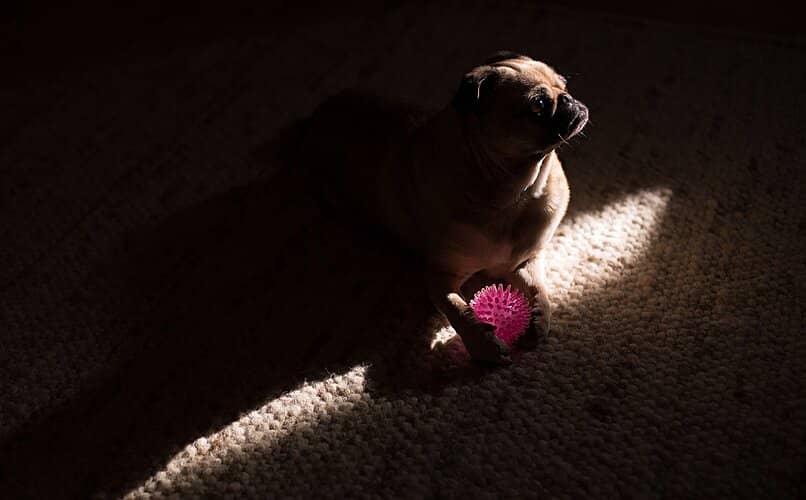 perro con juguete en la oscuridad
