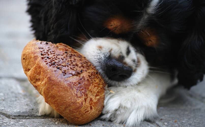 perro acostado comiendo un pan