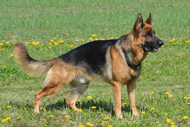 perro pastor aleman