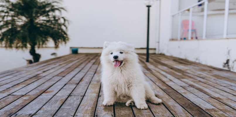 perro con pelo blanco
