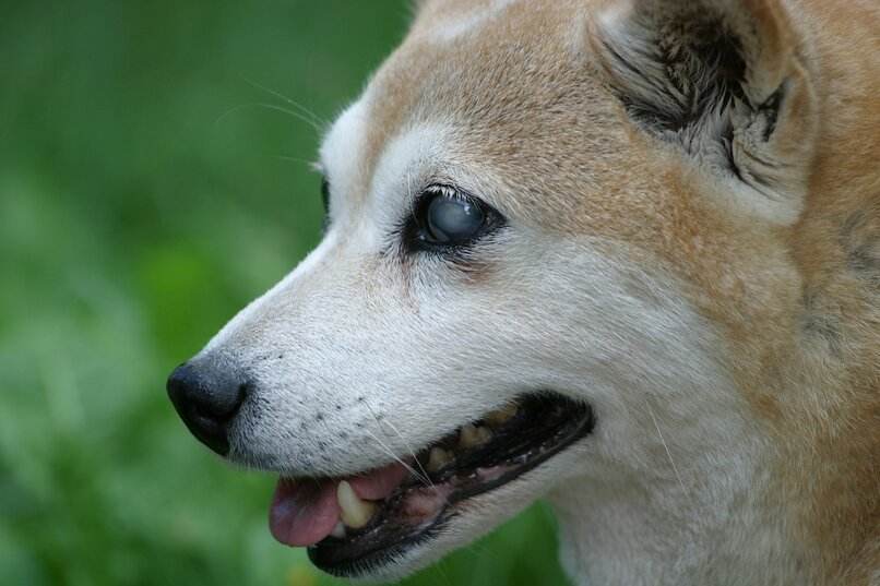 perro mancha blanca ojo