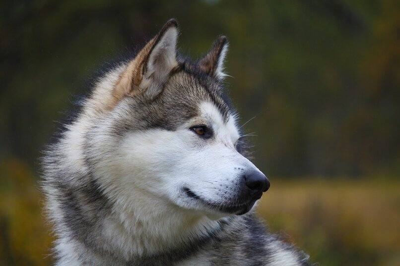perfil husky siberiano