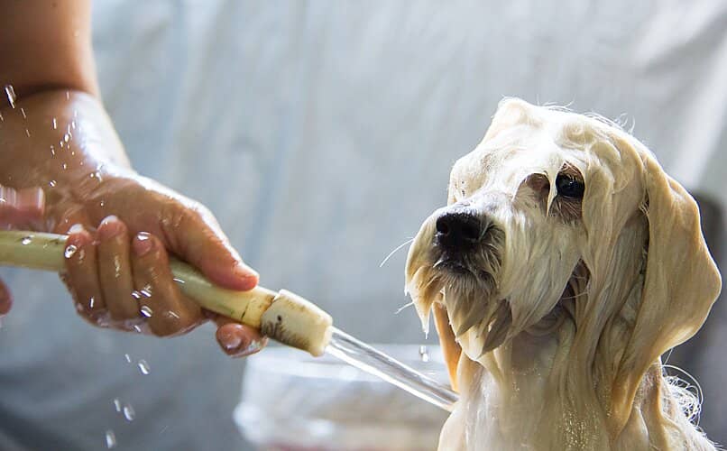 perro siendo banado con agua de mar
