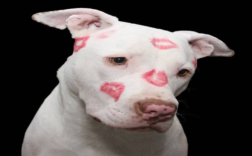 foto de perro pitbull con cara llena de besos