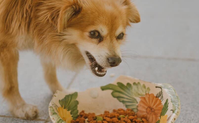 perro comiendo desde su plato de comida