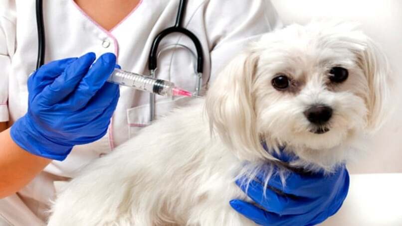 perro siendo vacunado 