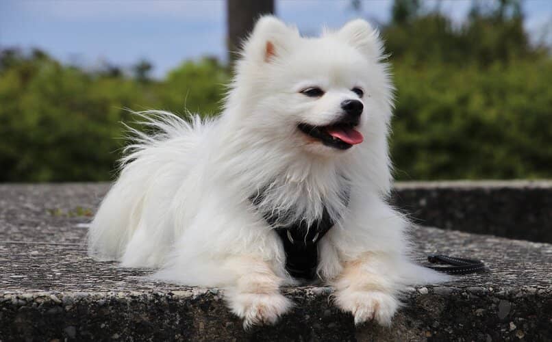 perro pomerania de pelo blanco