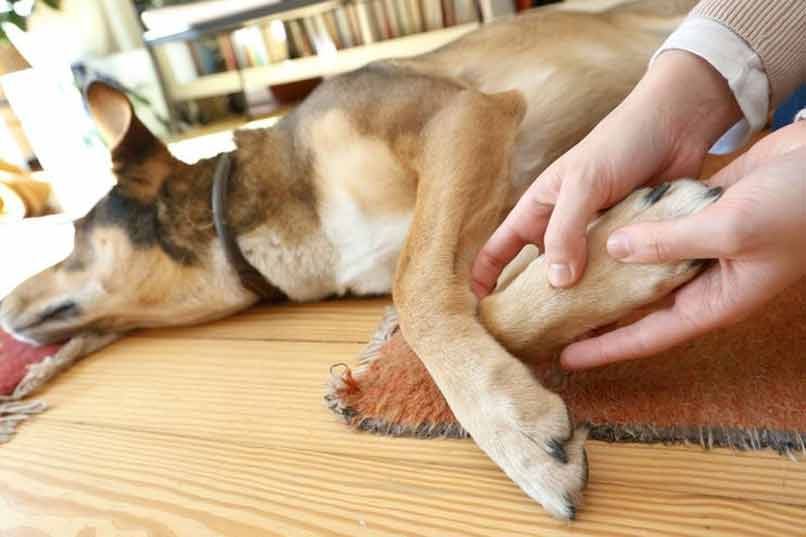 masaje perro marron