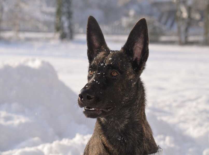 perro holandes en nieve