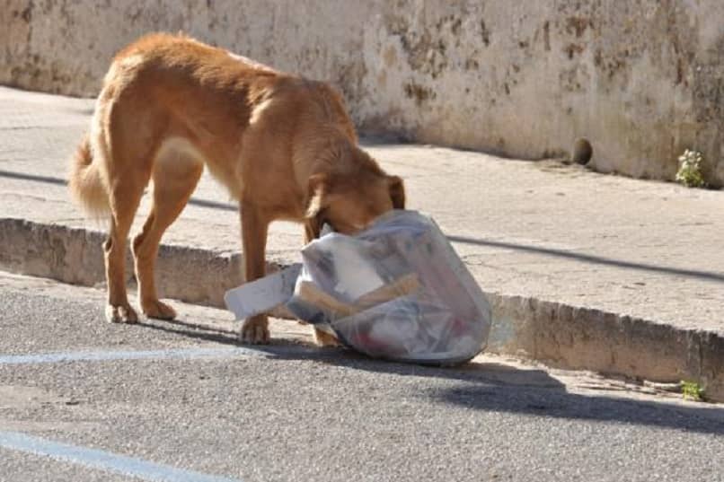 perro comer basura calle
