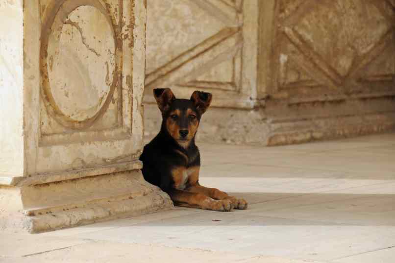 egipto perro acostado
