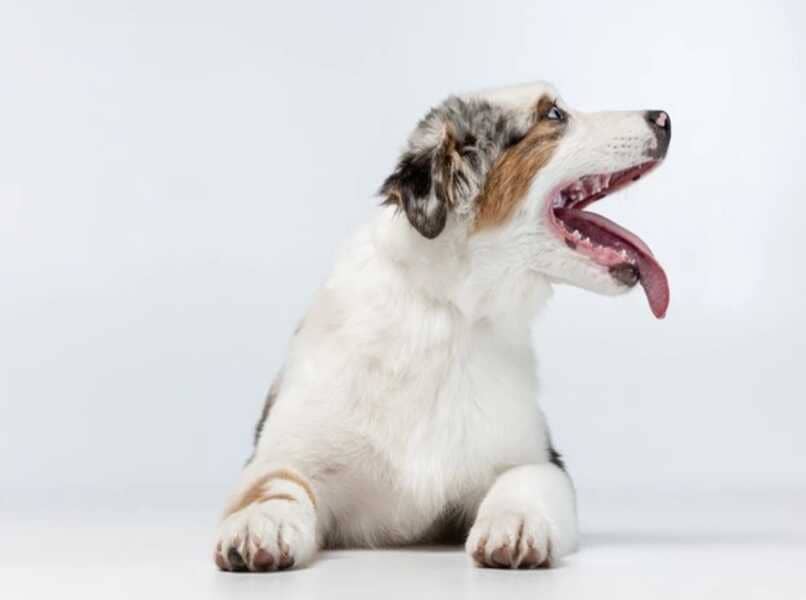 perro mostrando lengua