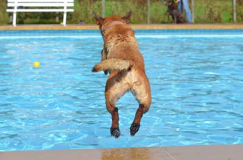 consejos para banar un cachorro en una piscina