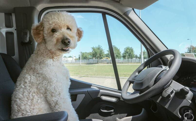 perrito sentado dentro de coche