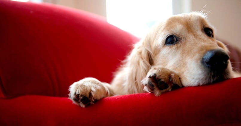 perro acostado en sofá rojo