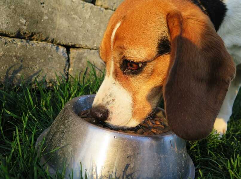 perro tomando agua en un tazon