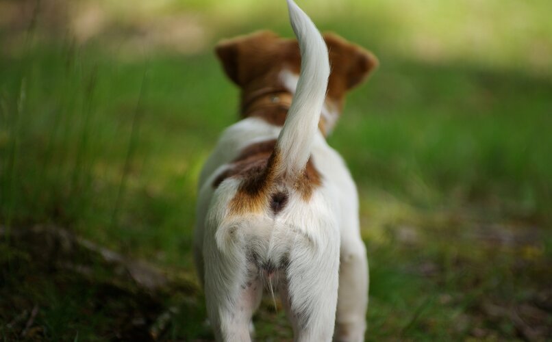 perro de espaldas mostrando la cola
